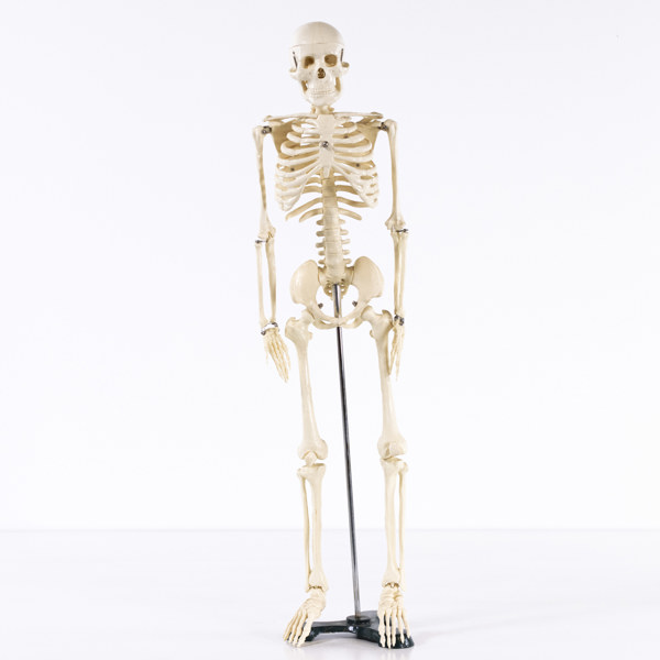 Skelettmodell, plast, bas i gjutjärn, 1900-tal, höjd 84 cm_25904a_8dba6e6a6815076_lg.jpeg