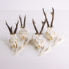 Jakttroféer, 4 st, rådjur