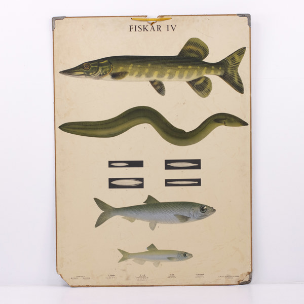 Skolplansch, "Fiskar IV", Norstedt, 71x98 cm