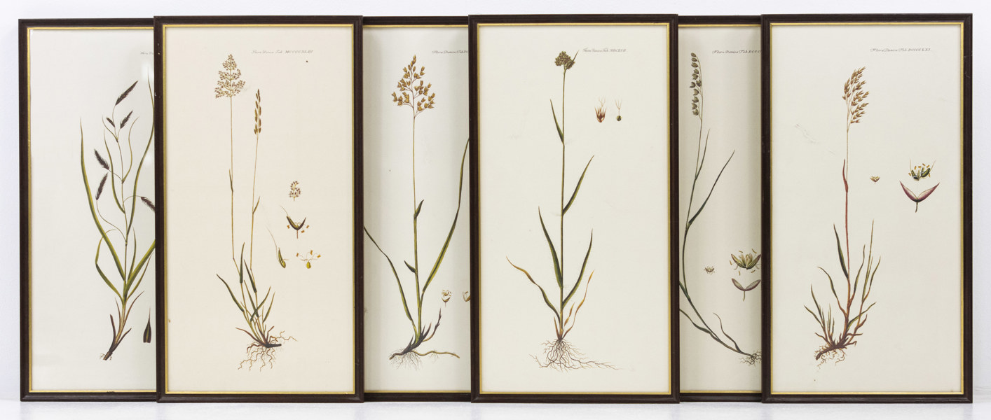 Inramade tryck, 6 st, "Flora Danica"