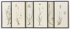 Inramade tryck, 6 st, "Flora Danica"