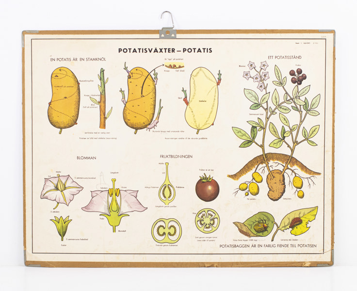 Skolplansch, dubbelsidig, bl. a. potatisväxter, 92x70 cm_27699a_8dbc10c51a77bd6_lg.jpeg