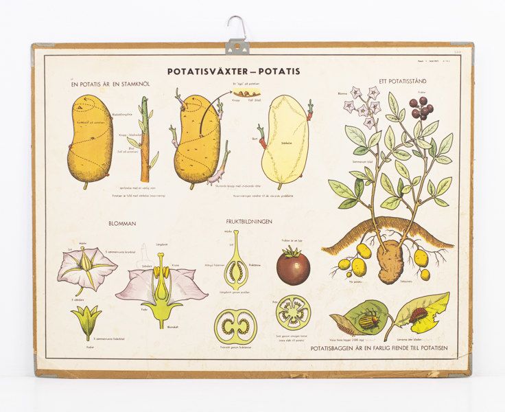 Skolplansch, dubbelsidig, bl. a. potatisväxter, 92x70 cm