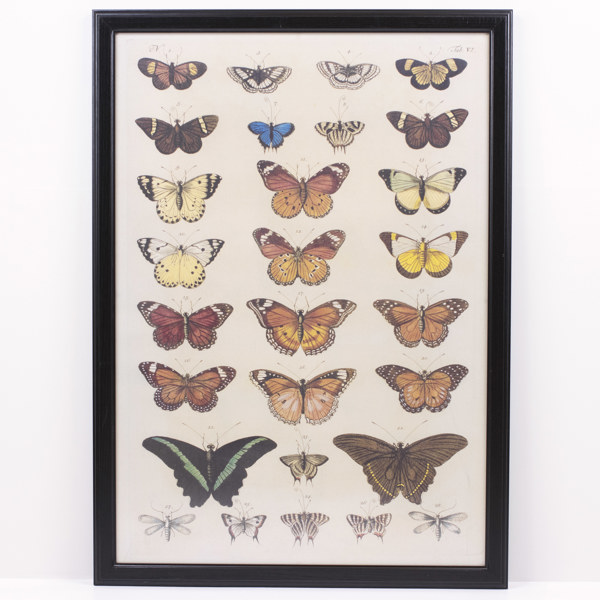 Plansch, fjärilar, 100x70 cm