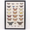 Plansch, fjärilar, 100x70 cm