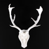 Jakttrofé, hjort, vitmålad, bredd 55 cm
