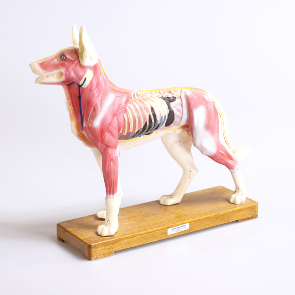 Anatomisk modell, hund, för akupunktur_29304a_8dc0cfa097be295_lg.jpeg