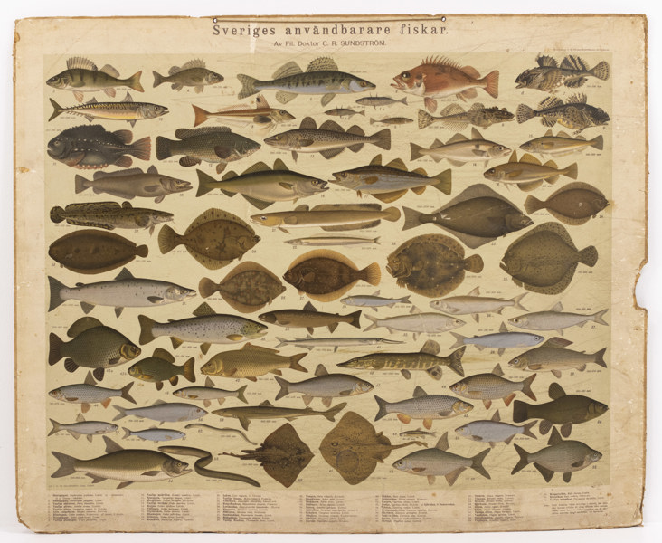 Skolplansch, "Sveriges användbarare fiskar", 87x70 cm