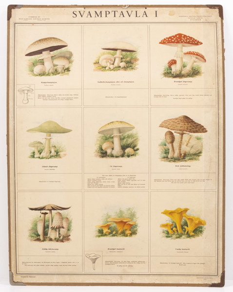 Skolplansch, "Svamptavla I", 70x87 cm