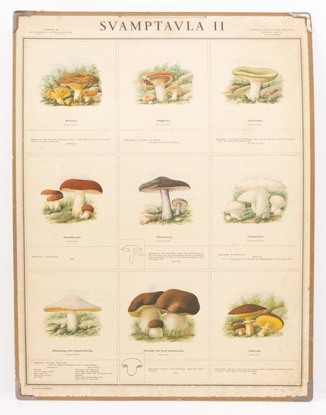 Skolplansch, "Svamptavla II", 70x87 cm