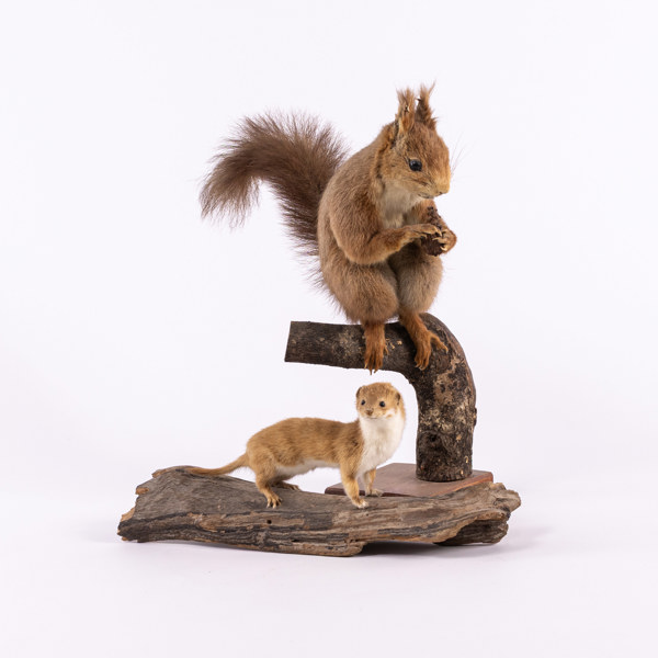 Taxidermi, 2 st, ekorre och iller, högsta 34 cm