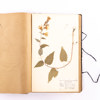 Herbarium, svenska växter