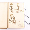 Herbarium, svenska växter