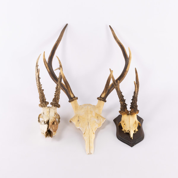 Jakttroféer, 3 st, rådjur, hjort