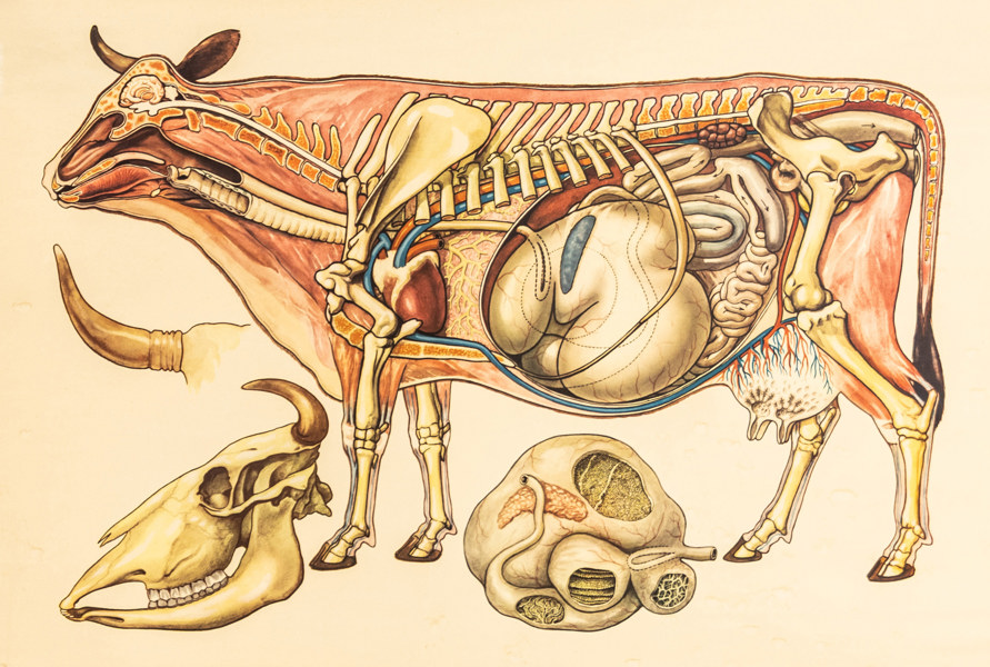 Skolplansch, Ko, 110 x 70 cm