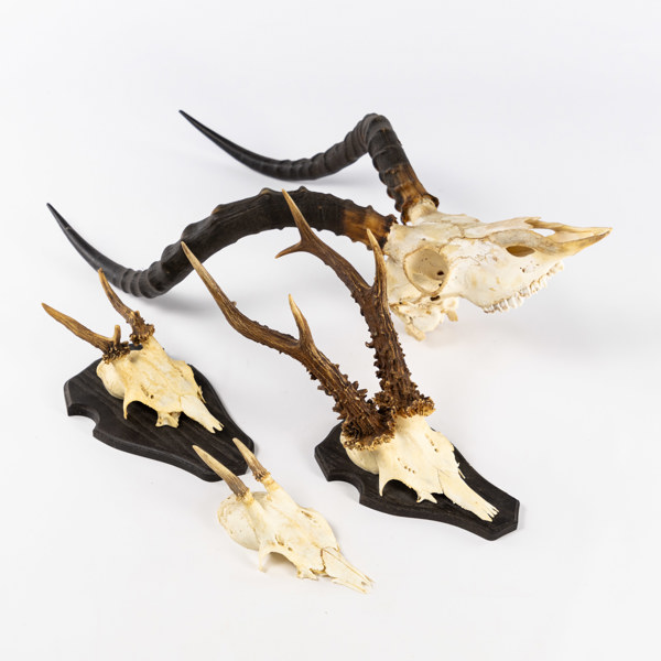 Jakttroféer, 4 st, bl a Impala