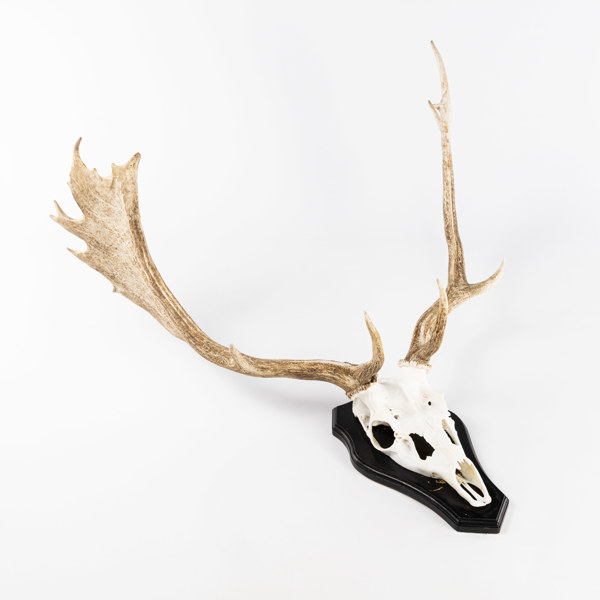 Jakttrofé, dovhjort, monterad, höjd 83 cm