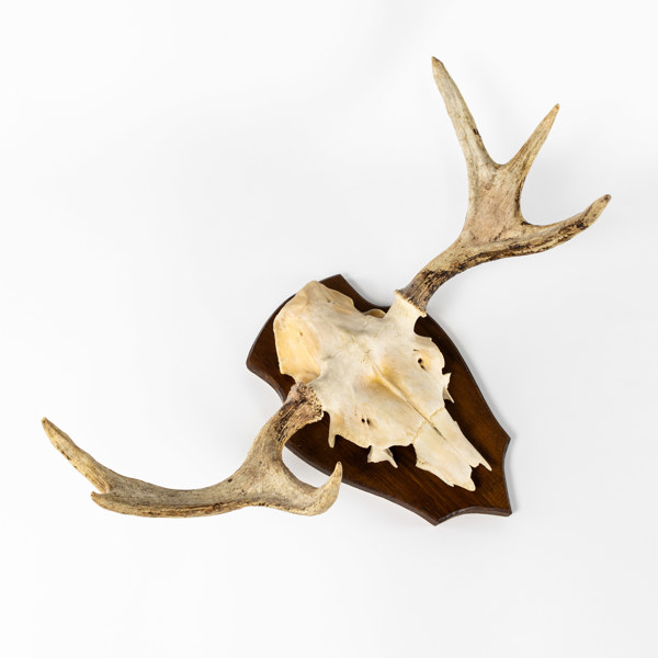 Jakttrofé, älg, monterat på sköld, bredd 73 cm