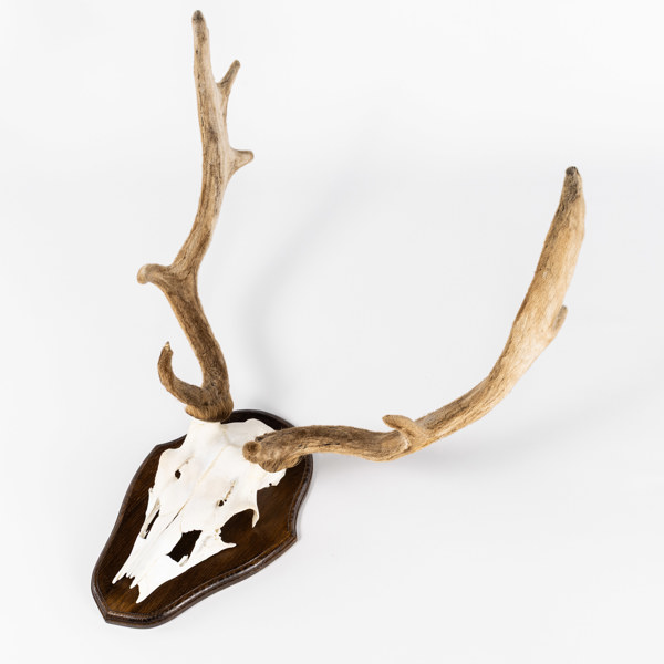 Jakttrofé, dovhjort, monterat på sköld, bredd 43 cm