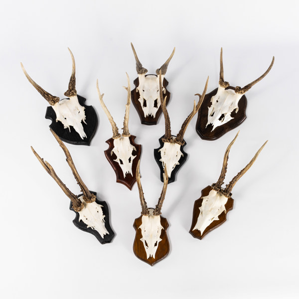 Jakttroféer, 8 st, rådjur, dovhjort