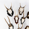 Jakttroféer, 8 st, rådjur, dovhjort