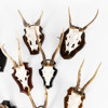 Jakttroféer, 8 st, rådjur, dovhjort