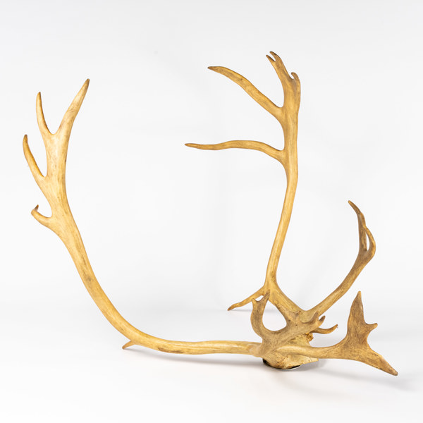 Renhorn, med väggupphängning