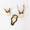Jakttrofeér, 3 st, rådjur