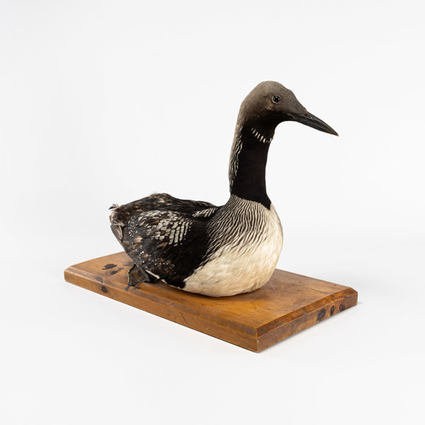 Taxidermi, Storlom, tidigt 1900-tal, längd 50 cm, höjd 40 cm