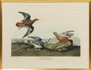 John James Audubon, (e.), etsning, 69,5x52,5 cm