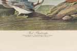 John James Audubon, (e.), etsning, 69,5x52,5 cm