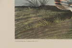 John James Audubon, (e.), etsning, 69,5x52,5 cm